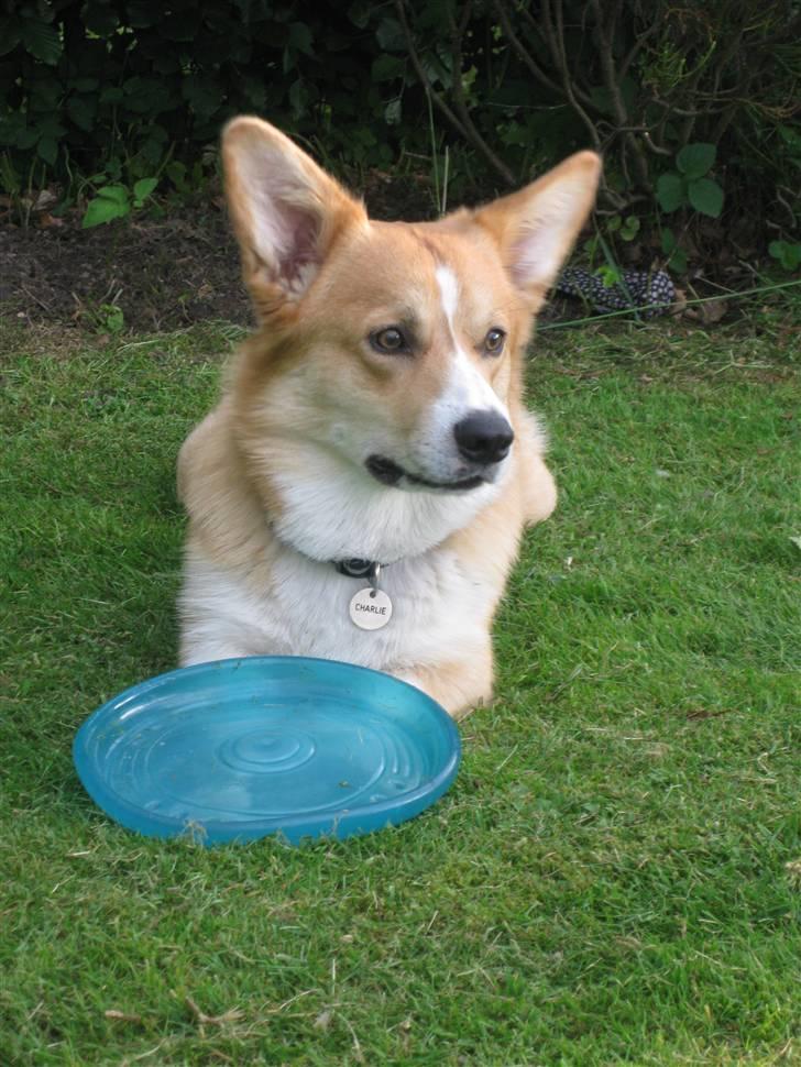 Welsh corgi pembroke Charlie - Charlie i haven, lige knap 1 år gammel billede 15