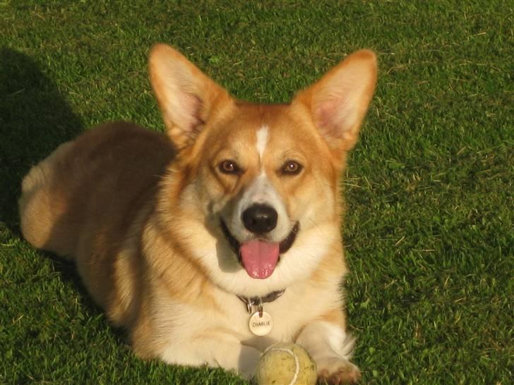 Welsh corgi pembroke Charlie billede 16