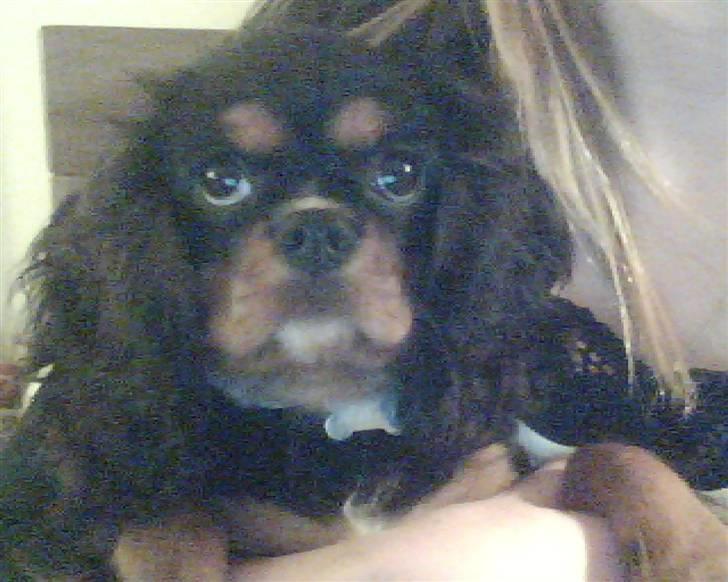 Cavalier king charles spaniel Molly - Molly billede 1