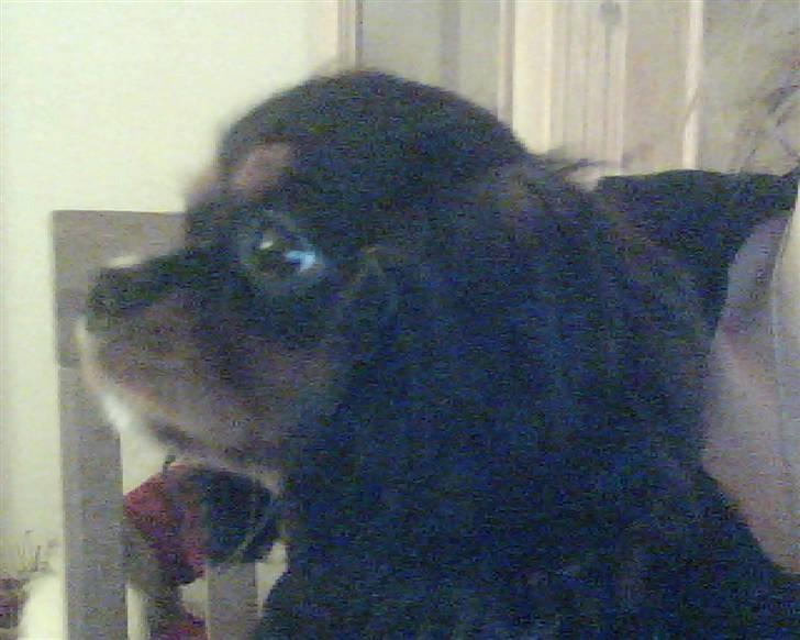 Cavalier king charles spaniel Molly - Molly billede 2