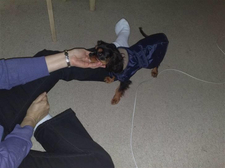 Cavalier king charles spaniel Molly - Molly billede 3