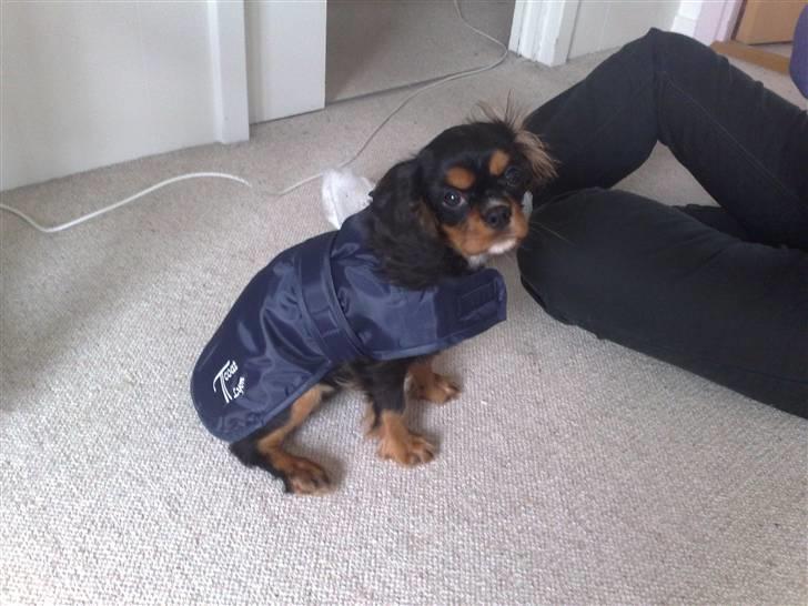 Cavalier king charles spaniel Molly - Molly billede 4