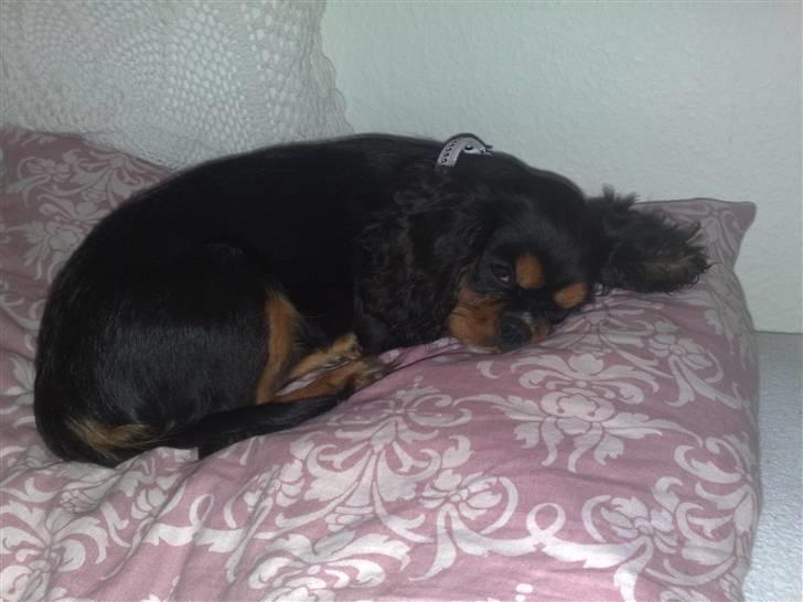 Cavalier king charles spaniel Molly - Molly billede 5