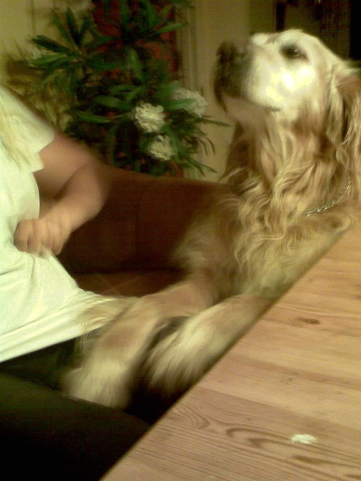 Golden retriever Rocky Hektor           Du er elsket og savnte skat billede 7