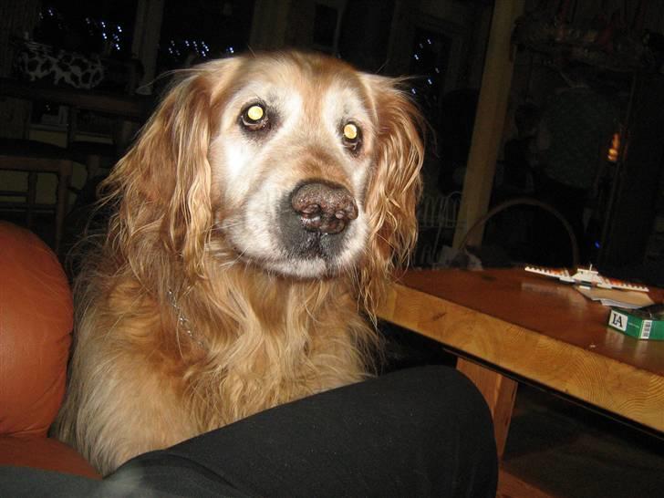 Golden retriever Rocky Hektor           Du er elsket og savnte skat billede 8