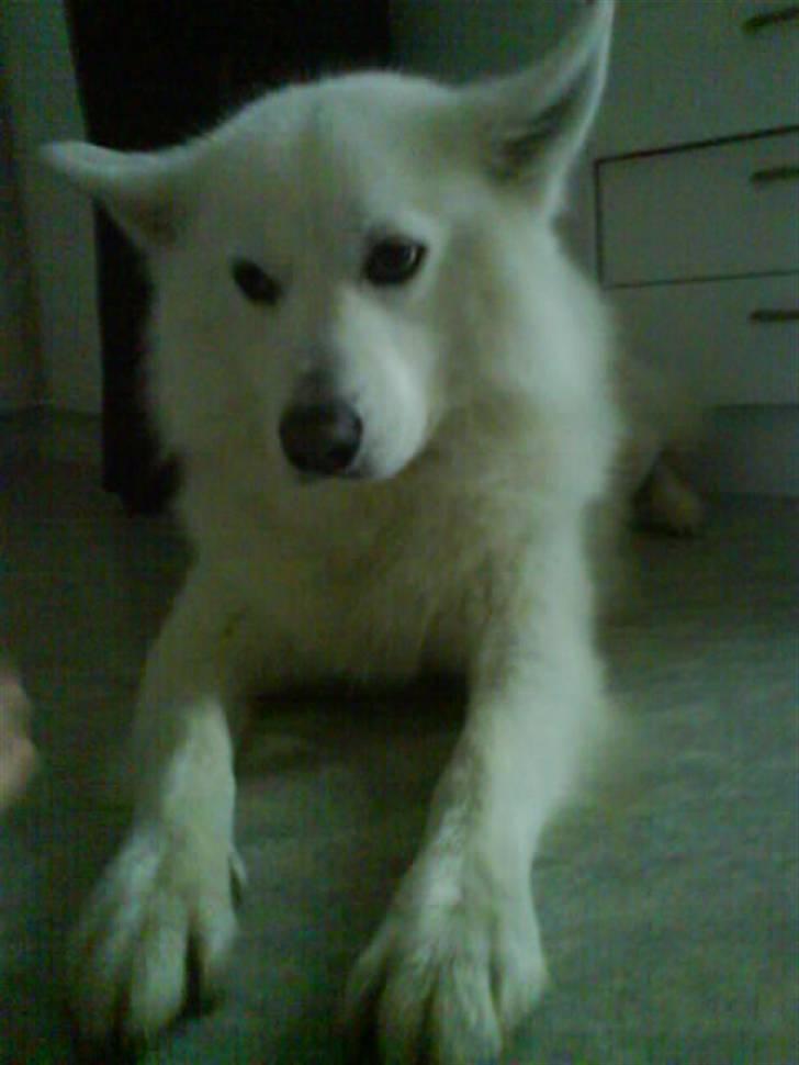 Samojedhund Felix<3solgt til internat billede 8