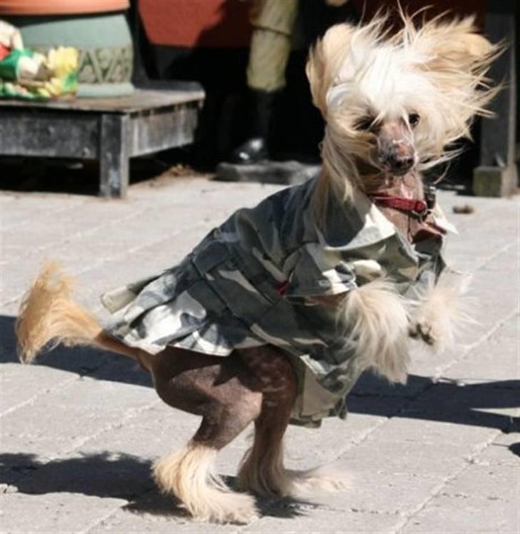 Chinese crested hårløs Lunse - Smukke Lunse billede 1