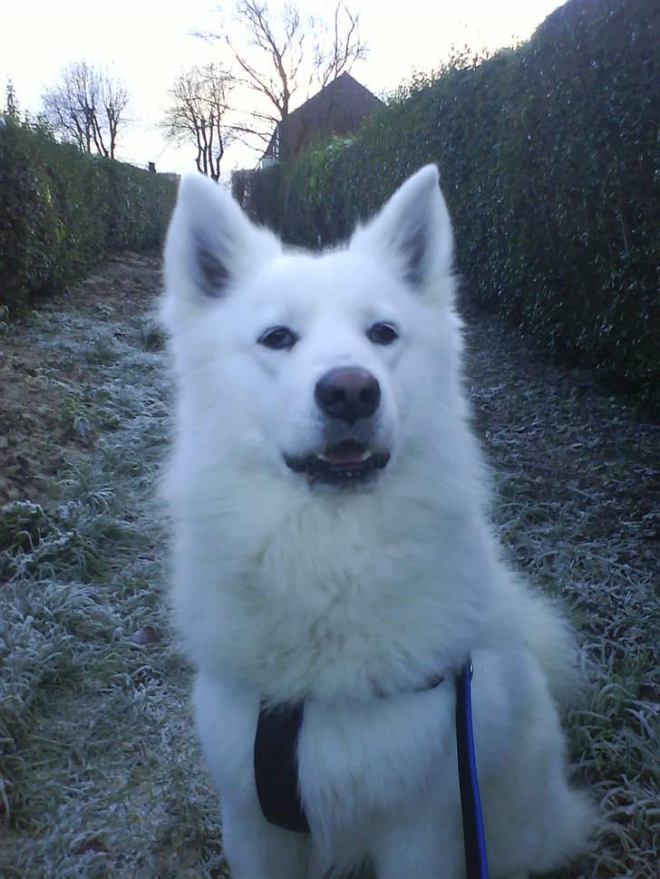 Samojedhund Felix<3solgt til internat billede 9