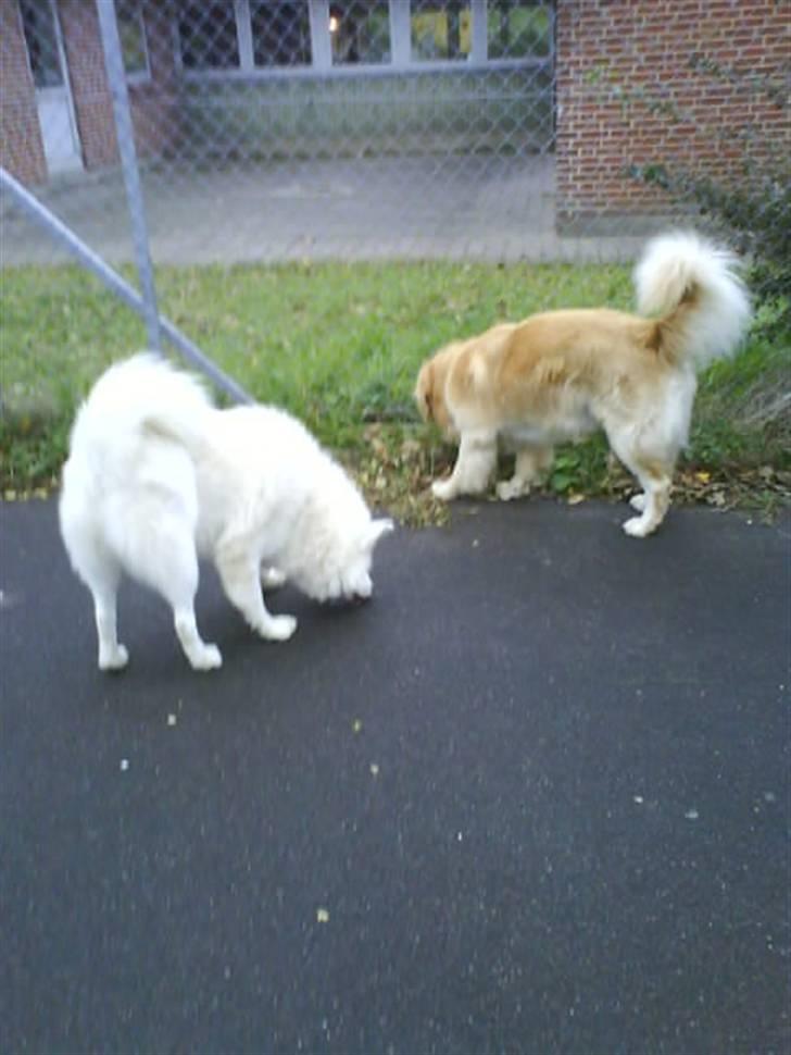 Samojedhund Felix<3solgt til internat - felix og luffe  billede 10