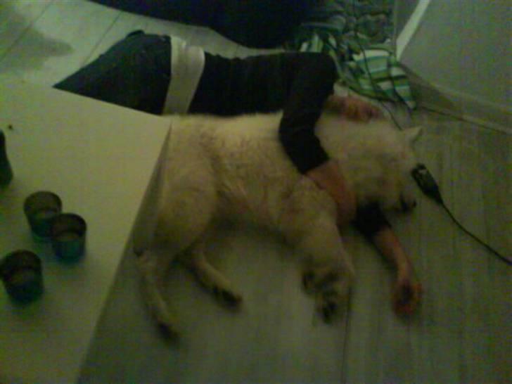 Samojedhund Felix<3solgt til internat - zzz billede 11
