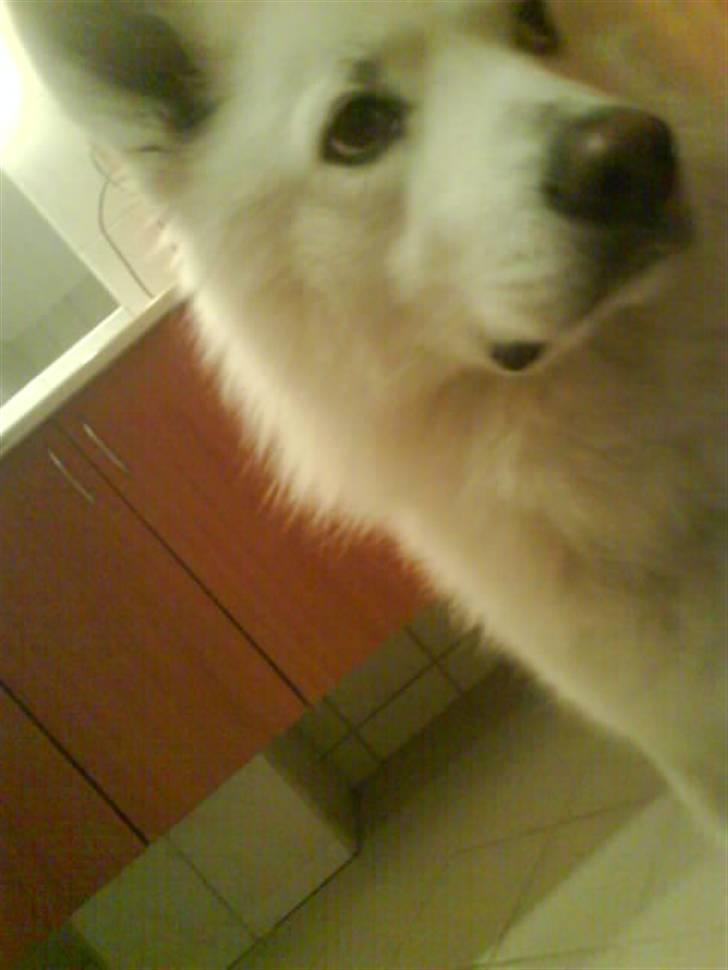 Samojedhund Felix<3solgt til internat billede 12