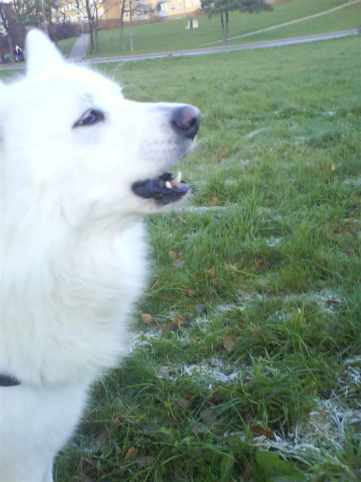 Samojedhund Felix<3solgt til internat - smukkøøhh billede 13