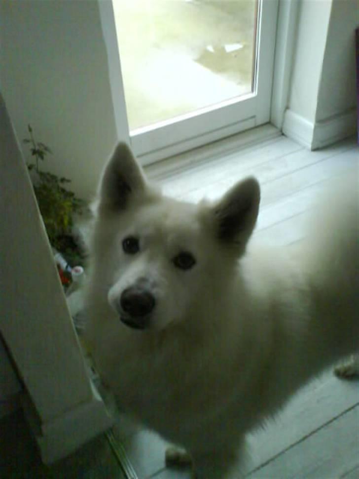 Samojedhund Felix<3solgt til internat - vil ud billede 14