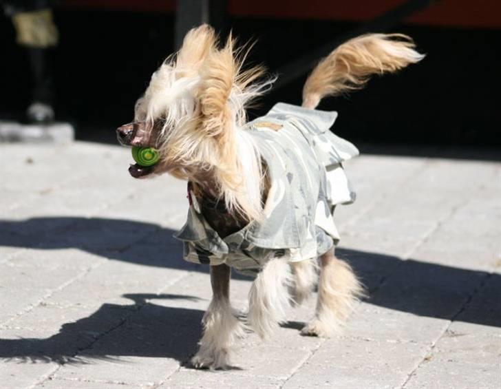 Chinese crested hårløs Lunse billede 2