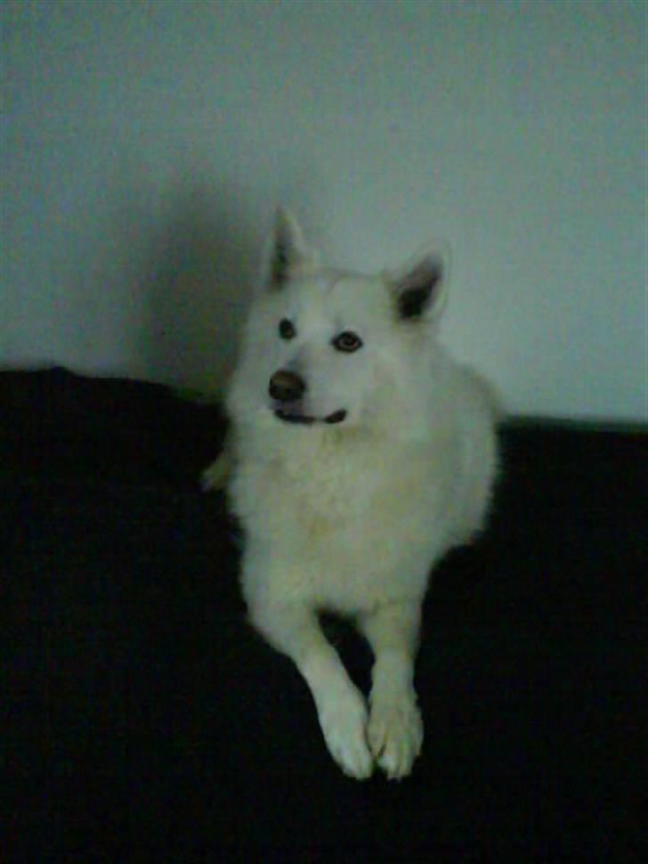 Samojedhund Felix<3solgt til internat - shh hehe du ligge slet ikke imin seng ;b billede 15
