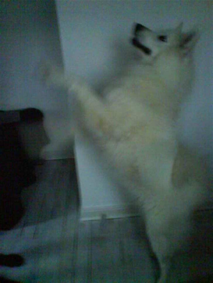 Samojedhund Felix<3solgt til internat - <33 billede 16