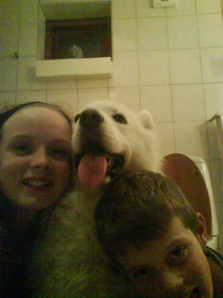 Samojedhund Felix<3solgt til internat - mig felix og nikolaj  billede 17