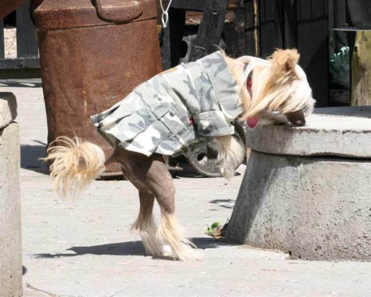 Chinese crested hårløs Lunse billede 3