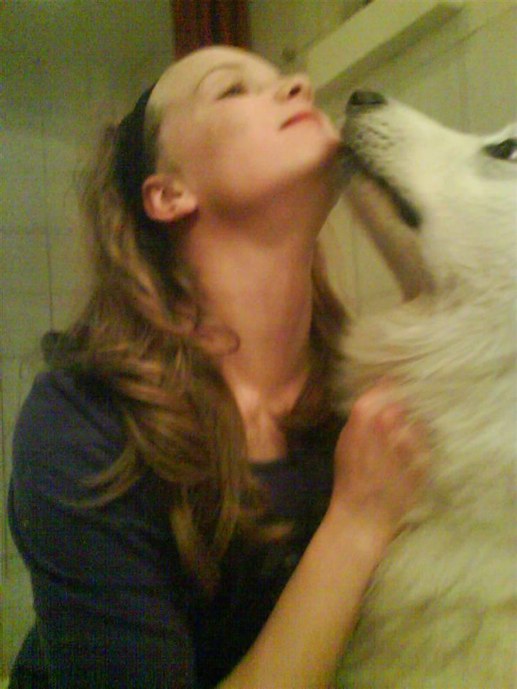 Samojedhund Felix<3solgt til internat - kys billede 18