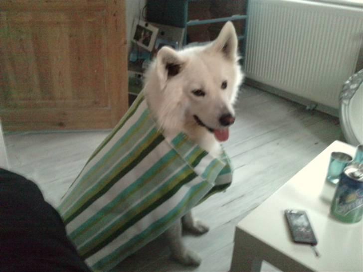 Samojedhund Felix<3solgt til internat - hehe billede 19