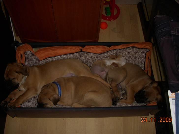 Chinese crested hårløs Lunse billede 4