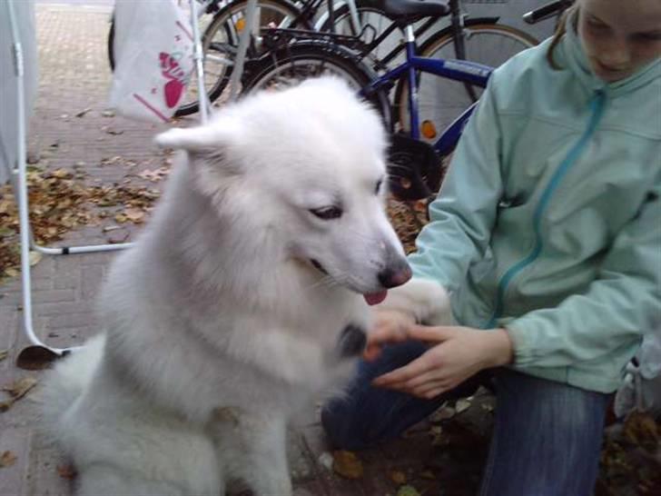 Samojedhund Felix<3solgt til internat - porte billede 20