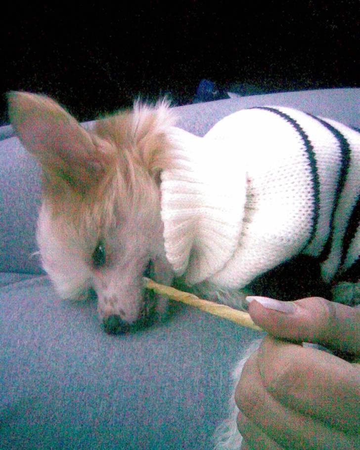 Chinese crested hårløs Lunse billede 5