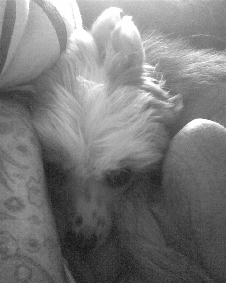 Chinese crested hårløs Lunse billede 6