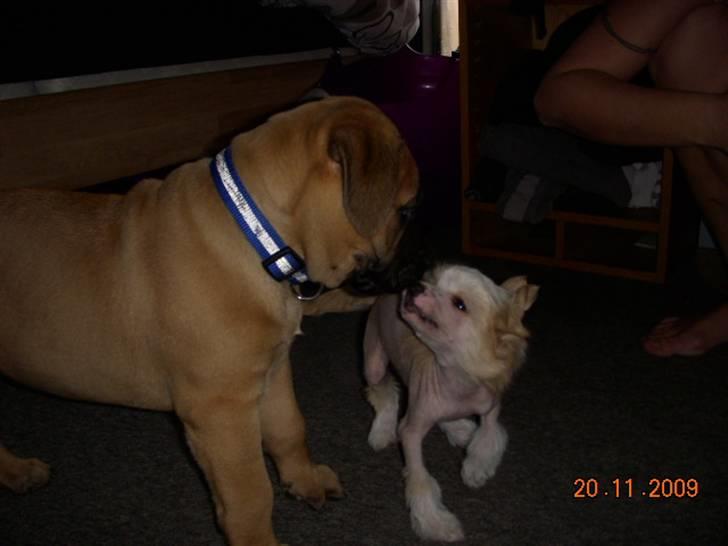 Chinese crested hårløs Lunse billede 7