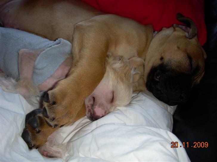 Chinese crested hårløs Lunse billede 9