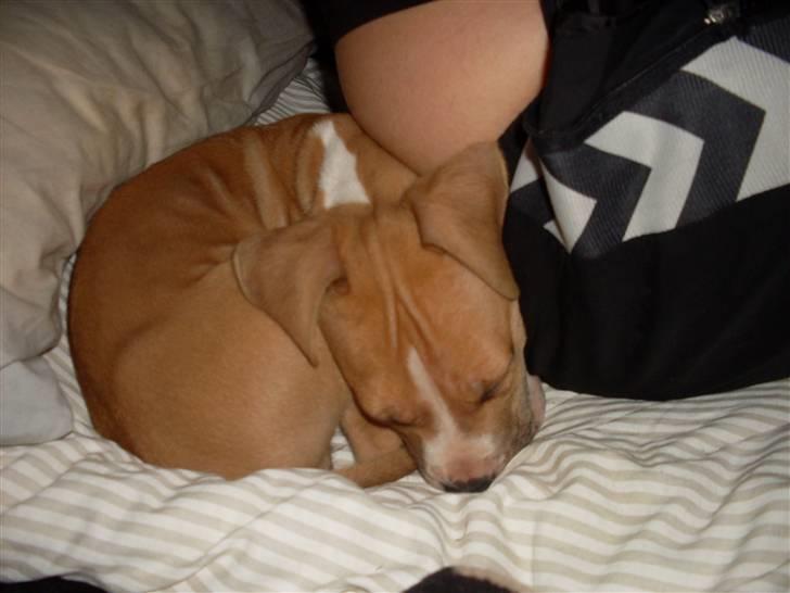 Amerikansk staffordshire terrier Laica billede 4