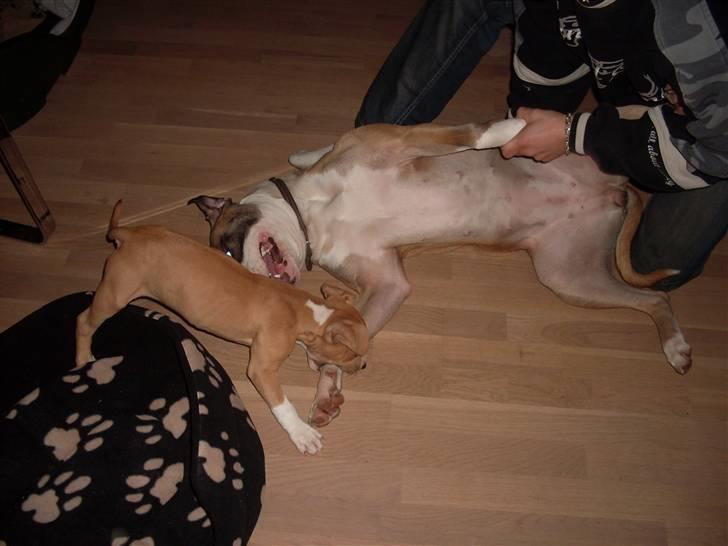 Amerikansk staffordshire terrier Laica billede 5