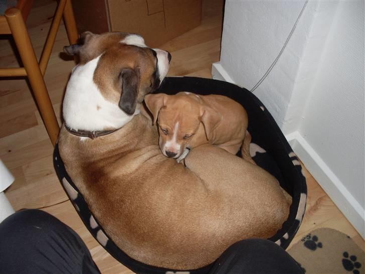 Amerikansk staffordshire terrier Laica billede 6