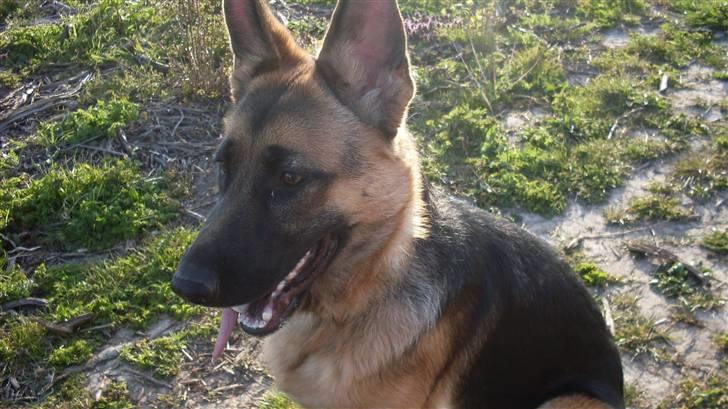 Schæferhund Hella Pelo billede 1