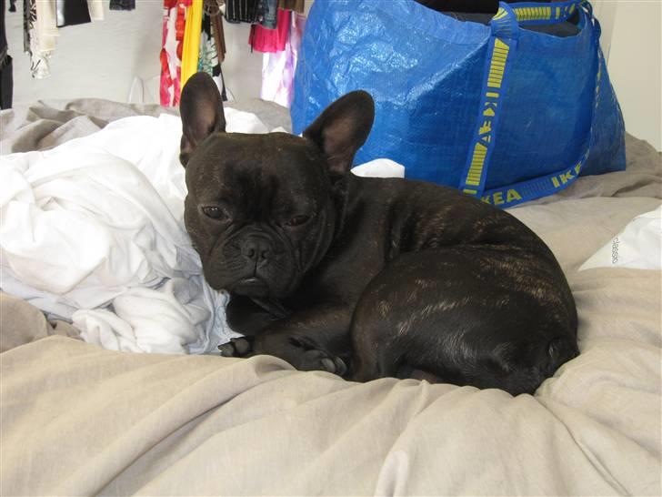 Fransk bulldog Tarzan - Tarzan putter i sin mors seng billede 17