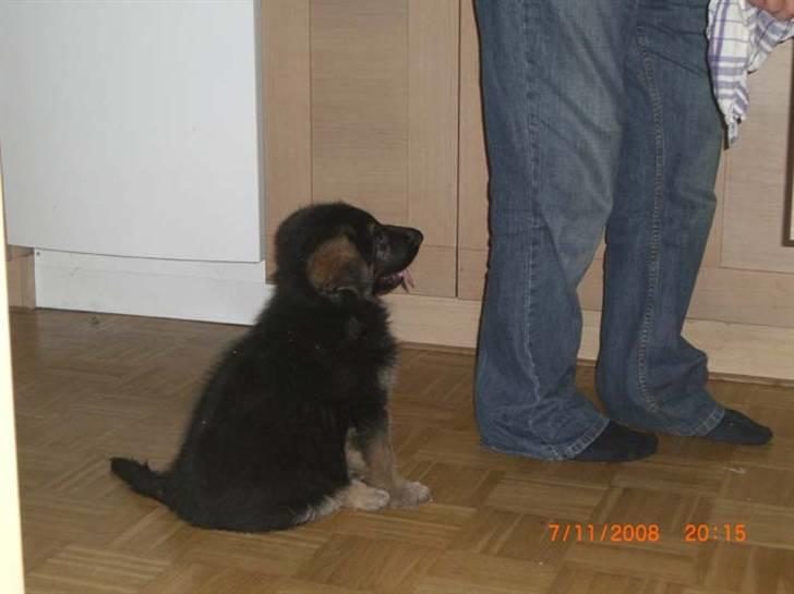 Schæferhund Hella Pelo billede 2