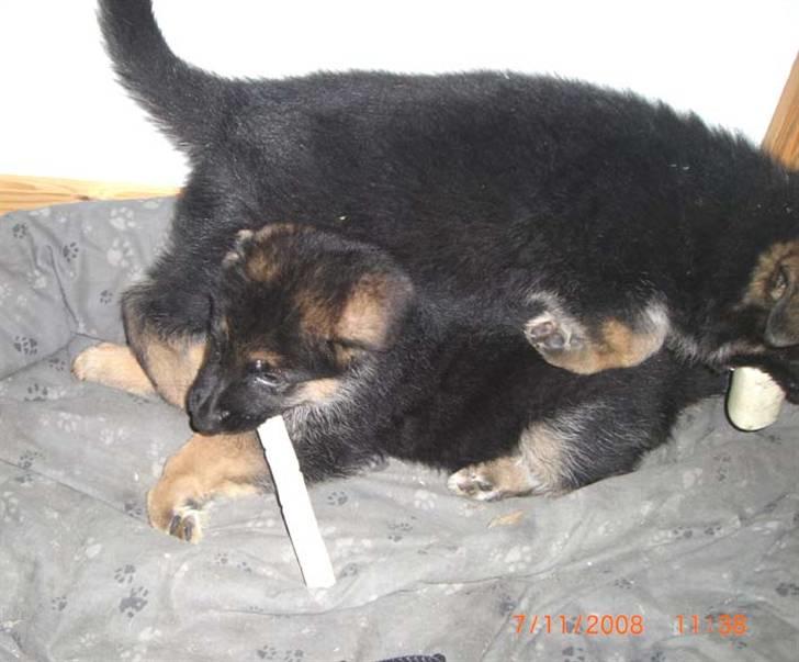 Schæferhund Hella Pelo billede 3