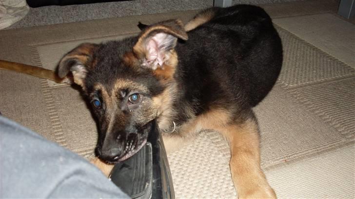 Schæferhund Hella Pelo billede 4