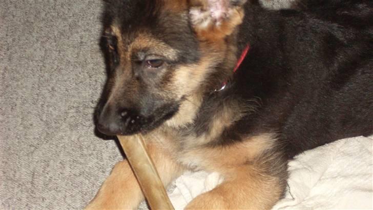 Schæferhund Hella Pelo billede 5