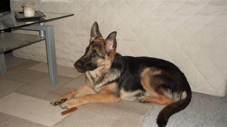 Schæferhund Hella Pelo billede 6