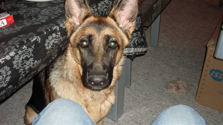 Schæferhund Hella Pelo billede 7