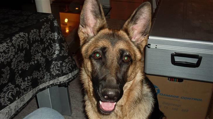 Schæferhund Hella Pelo billede 8