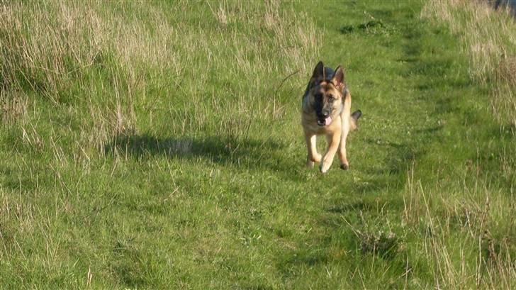 Schæferhund Hella Pelo billede 9