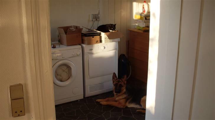 Schæferhund Hella Pelo billede 10