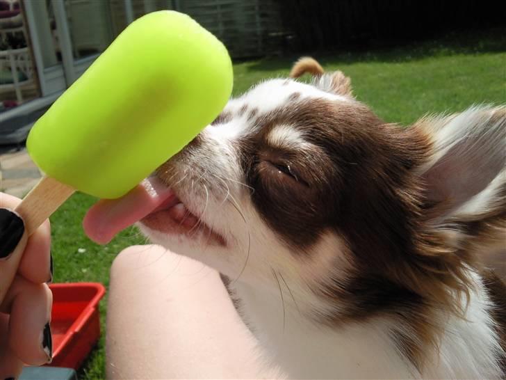 Chihuahua Cindy Sahara - Cindy nyder en kold is i varmen :P billede 1