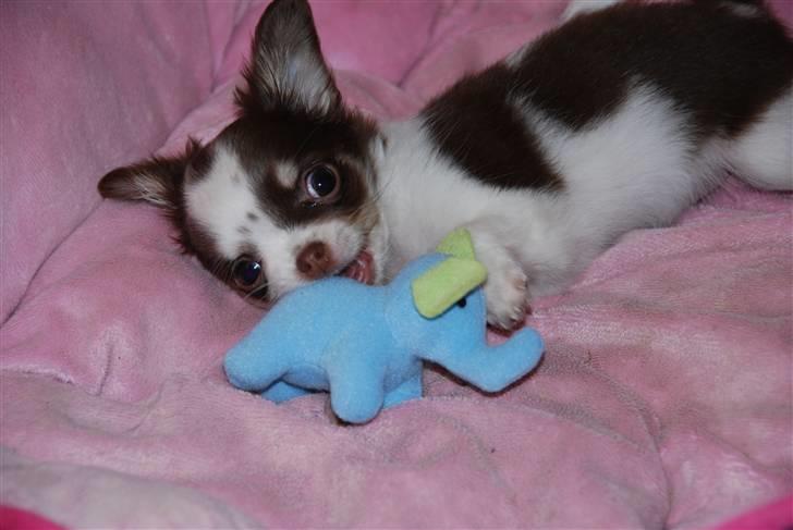 Chihuahua Cindy Sahara - Gnaske i elefantens hale, det bar det bedste :P billede 2