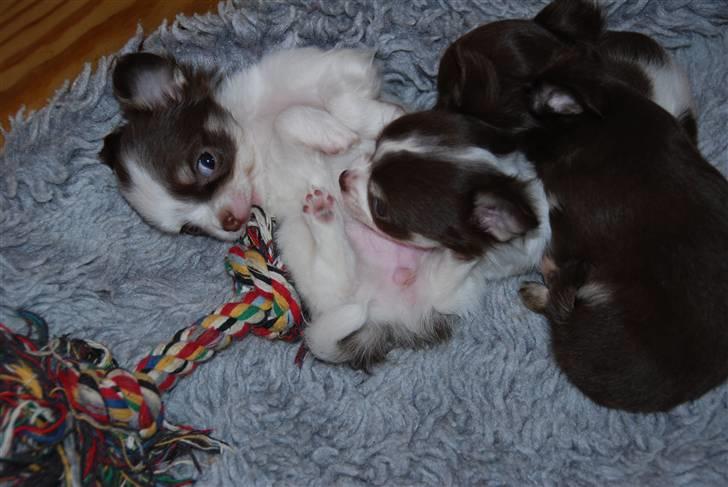 Chihuahua Cindy Sahara - Cindy ligger og leger med rebet billede 3