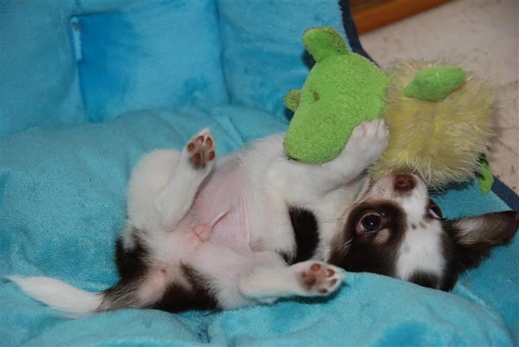 Chihuahua Cindy Sahara - Rulle rundt og lege med mussebamsen  billede 4