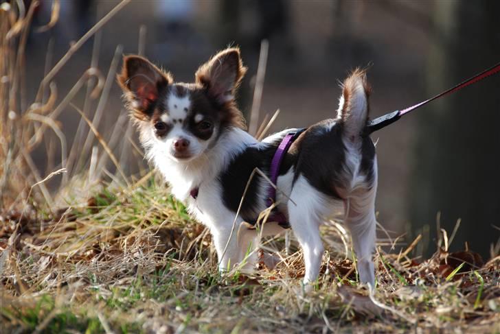 Chihuahua Cindy Sahara - Cindy står tint og venter billede 5