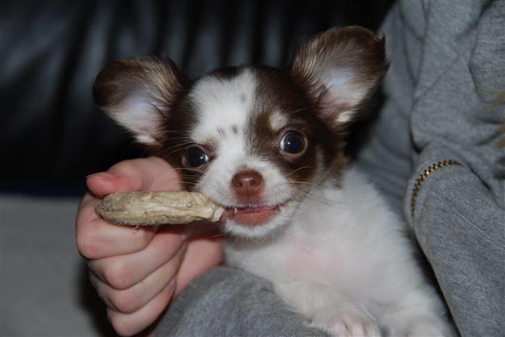 Chihuahua Cindy Sahara - Hih, tykke tykke i bideringen billede 6